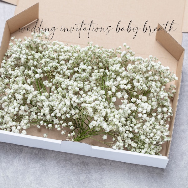 Babyadem, witte geconserveerde gypsophila, 1 doos ministelen, natuurlijke gipskruid, babyadem, babyadem, droog bruidsboeket