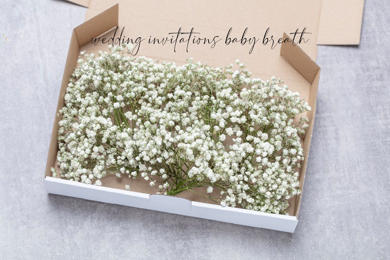 Baby breath, white preserved gypsophila, 1 box mini stems, natural baby's breath, baby breath, baby breath, dry wedding Bouquet image 1