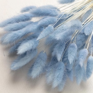 May include: A bunch of dried bunny tail grass in a light blue colour. The stems are white and the fluffy tips are a soft blue.