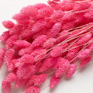 Dried magenta Phalaris, pastel color, Phalaris, Dried Flowers, magenta Flowers, Decor, Dried Flowers, Wedding Decor, Boho Wedding