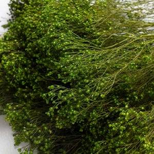 Preserved Broom Bloom, light green color, dried flowers, decoration home, gift woman, wedding, Valentine&#39;s Day, Mother&#39;s Day,