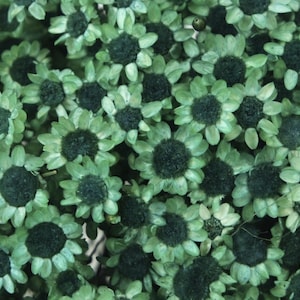 Könnte beinhalten: Nahaufnahme eines Straußes kleiner, grüner Filzblumen. Die Blumen haben eine dunkelgrüne Mitte und sind in einem dichten Büschel angeordnet.