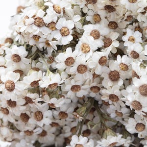 Getrocknete Ixodia, weiße Farbe, getrocknete Gänseblümchen, Oxodia, konservierter Strauß, zierliche Gänseblümchen, natürliches Arrangement, DIY Trockenblumen, Hochzeitsstrauß
