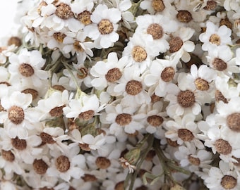 Ixodia essiccata, colore bianco, Margherita essiccata, Oxodia, Mazzo conservato, Margherite delicate, Composizione naturale, Fiori secchi fai da te, Bouquet da sposa