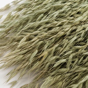 May include: A dense cluster of dried oat stalks featuring slender, pale green stems and elongated, pointed seed heads. The texture is fibrous and delicate, with the individual grains arranged in a cascading, layered pattern across the frame.