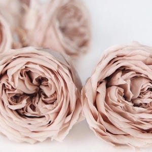 Op de afbeelding: Close-up van verschillende roze rozen. De bloemblaadjes zijn strak opgerold, waardoor een gelaagd effect ontstaat. De bloemen bevinden zich in verschillende bloeistadia, sommige volledig open en andere nog in knop. De algehele esthetiek is zacht en romantisch.