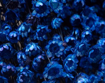 May include: A close-up of a bunch of blue dried flowers. The flowers are arranged in a cluster and have a soft, velvety texture.