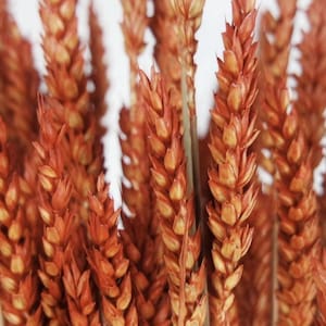 Dried wheat, bunch, Siana color, Wedding Decoration, Rustic, Bouquets, fall Decor, Grass Bundle, Wheat bunch, Dried grains,