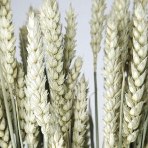 Gedroogde tarwe, bos, natuurlijke kleur, bruiloftsdecoratie, rustiek, boeketten, herfstdecor, grasbundel, tarwebos, gedroogde granen,