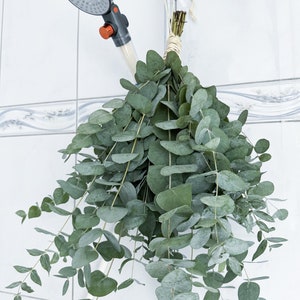 Shower Eucalyptus Bundle, Fresh Eucalyptus, Baby Blue Eucalyptus, spa bunch