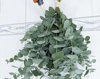 Dusche Eukalyptus-Bündel, frischer Eukalyptus, Baby Blauer Eukalyptus, Spa-Bundle