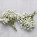 see more listings in the Baby Breath section