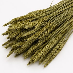 May include: A bundle of dried wheat stalks featuring long, slender stems and textured, golden-green grain heads. The stalks are arranged in a dense cluster, showcasing the natural, intricate structure of the cereal grain with pointed husks.