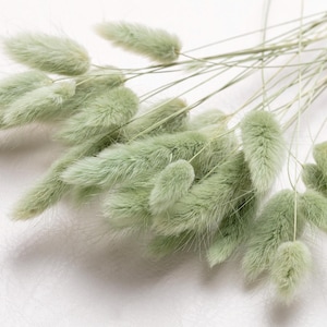 Pastel green Bunny Tails, Lagurus Tails, Bleached Dried Lagurus, Dried Grass, Rabbit Tails Bunch, White Decor, Bouquet, Centerpiece,
