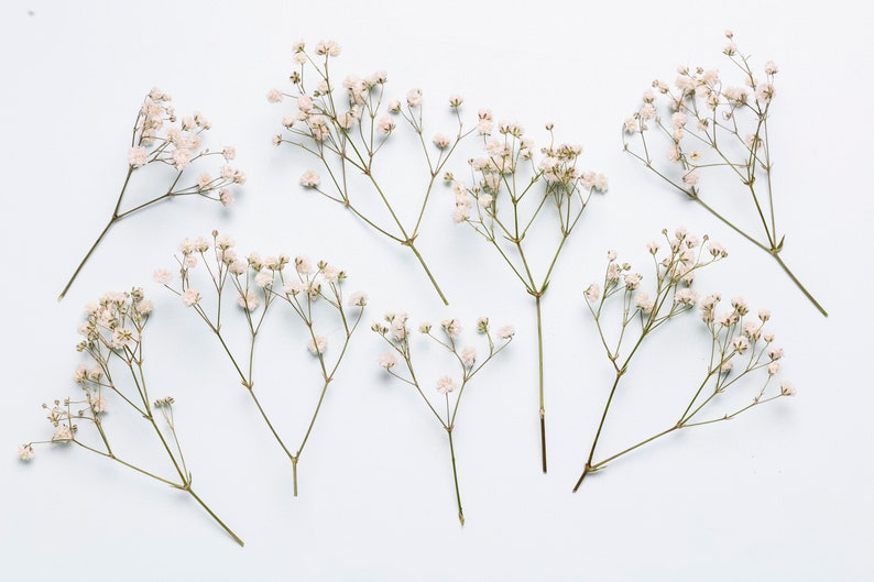 Baby breath, white preserved gypsophila, 1 box mini stems, natural baby's breath, baby breath, baby breath, dry wedding Bouquet image 7