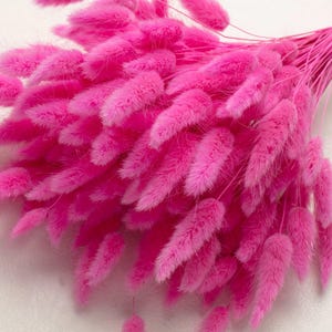 Può includere: Un vivace bouquet di erba coda di coniglio rosa essiccata. I gambi dei fiori soffici e strutturati sono legati con spago. Il colore rosa brillante dei fiori contrasta con lo sfondo neutro.