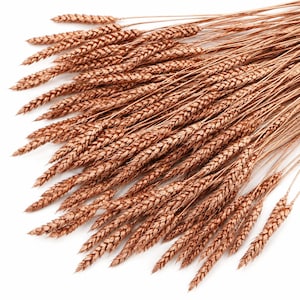 Peut inclure: Un bouquet de tiges de blé séchées avec une finition en cuivre métallique. Chaque tige présente un épi texturé rempli de grains attaché à une tige fine et rigide. Les tiges sont disposées en éventail, mettant en valeur la couleur cuivre.