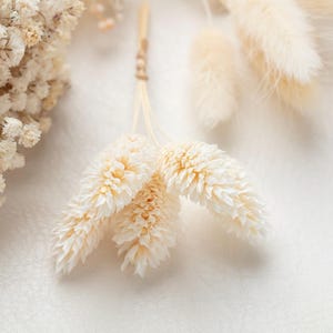 Puede incluir: Un peque&ntilde;o manojo de tres tallos de hierba phalaris seca de color crema atados con una fina cuerda de fibra natural, junto a un racimo m&aacute;s grande de flores secas de paniculata blancas y hierba de cola de conejo esponjosa de color crema.