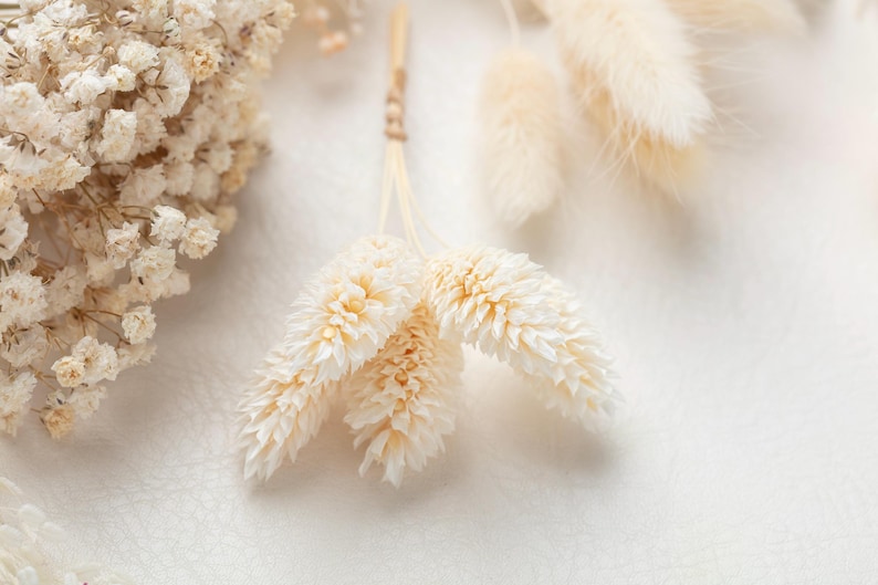 Puede incluir: Un peque&ntilde;o manojo de tres tallos de hierba phalaris seca de color crema atados con una fina cuerda de fibra natural, junto a un racimo m&aacute;s grande de flores secas de paniculata blancas y hierba de cola de conejo esponjosa de color crema.