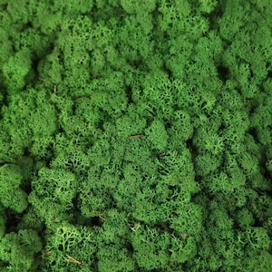 Op de afbeelding: Close-up van heldergroen mos, met een dichte, getextureerde oppervlakte. De afbeelding benadrukt de natuurlijke patronen van het mos, waardoor een weelderige, groene uitstraling ontstaat. Geschikt voor decoratieve doeleinden of naturalistische displays.