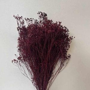 May include: A dense bouquet of dried baby's breath flowers dyed a deep, rich burgundy colour. The arrangement features numerous thin, branching stems that fan out from a central point, each topped with tiny, delicate, dark red flower buds.