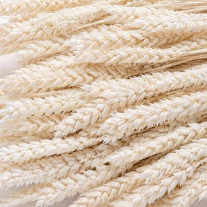 Peut inclure: Un bouquet de tiges de blé séchées composé de nombreux épis de couleur crème et blanc cassé disposés en éventail. Chaque tige est fine et claire, mettant en valeur la structure détaillée et texturée des grains de blé individuels.