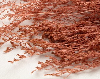 Könnte beinhalten: Nahaufnahme von getrockneten, rötlich-braunen dekorativen Pflanzenstängeln mit zarten, federartigen Blättern. Die Stängel sind in einem geschichteten Muster vor einem weißen Hintergrund angeordnet und erzeugen eine natürliche, strukturierte Ästhetik. Ideal für Blumenarrangements und Heimdekoration.