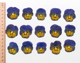 Pansy comestibles 15 pcs altos, pressés et séchés. Plantes séchées pour l'artisanat, véritable art végétal, fougères pressées, fleurs pressées, pensées pressées.