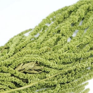 Peut inclure: Un bouquet de tiges d'amarante séchées vertes, également connues sous le nom de "fleur à glands", avec de longues plumes plumeuses.