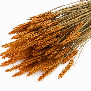 Peut inclure: Un bouquet de tiges de blé séchées présentant des épis brun doré et de longues tiges fines. Les épis de blé texturés et segmentés sont disposés en une grappe dense, révélant des variations naturelles de couleur allant du beige au ambre.