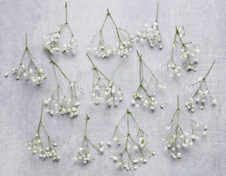 Gypsophile, gypsophile stabilisé blanc, 1 boîte de mini tiges, Gypsophile naturel, Gypsophile, Gypsophile, Bouquet de mariage sec image 6