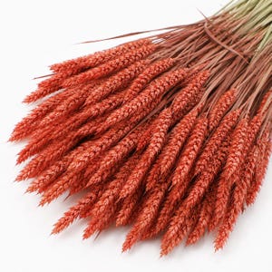 Peut inclure: Un bouquet de tiges de blé séchées teintées d'une couleur orange brûlé vibrante. L'arrangement présente de nombreuses têtes de grains individuelles aux surfaces texturées et épineuses, toutes rassemblées à la base avec de fines tiges vert clair.