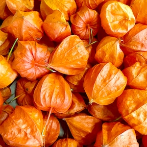 Könnte beinhalten: Nahaufnahme eines Stapels getrockneter physalis Früchte in orange, auch bekannt als Chinesische Laternen oder Erdkirschen.