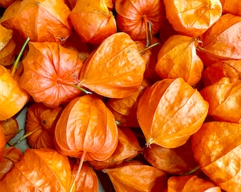 Rama Artificial De Physalis Con Frutos Naranja - Decoración De 80 Cm, Ideal Para Jarrones Y Arreglos Florales, Sin Necesidad De Mantenimiento