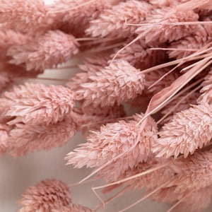 Dried Phalaris, Vintage pink color, Dried Flowers stems, pink Flowers, wedding Flowers, Home Decor, Dried Flowers, Wedding Decor, Wedding