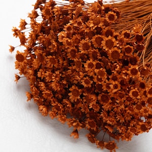 Dried Glixia, teracotta color, glixia Flowers, Natural Glixia, flowers, Big Bunch, wedding decor, wedding flowers,