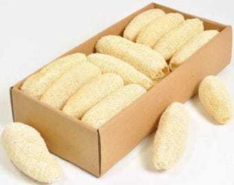 May include: A cardboard box filled with multiple natural loofah sponges. The sponges are a light beige color and have a textured, porous appearance. Two additional loofahs are outside the box.