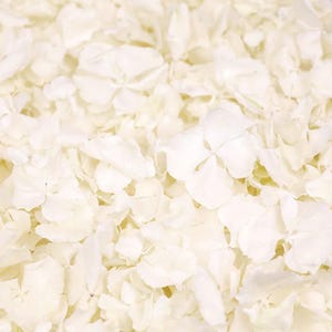 Coriandoli di ortensia bianca essiccata per matrimonio, petali di ortensia bianca, coriandoli di fiori, biodegradabili, decorazione da tavola, petali di coriandoli, lancio,