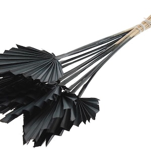 May include: A bundle of dried palm spears dyed in a solid black colour. Each spear features a fan-shaped leaf attached to a long, thin, natural-coloured stem. The stems are gathered together and secured at the base with a white string tie.