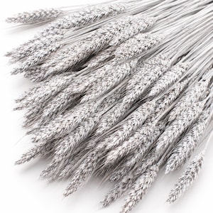 Puede incluir: Un manojo de tallos de trigo secos pintados con un acabado blanco mate sólido. El arreglo presenta numerosas espigas de grano individuales con cáscaras texturizadas y superpuestas, dispuestas en abanico para mostrar el color uniforme.
