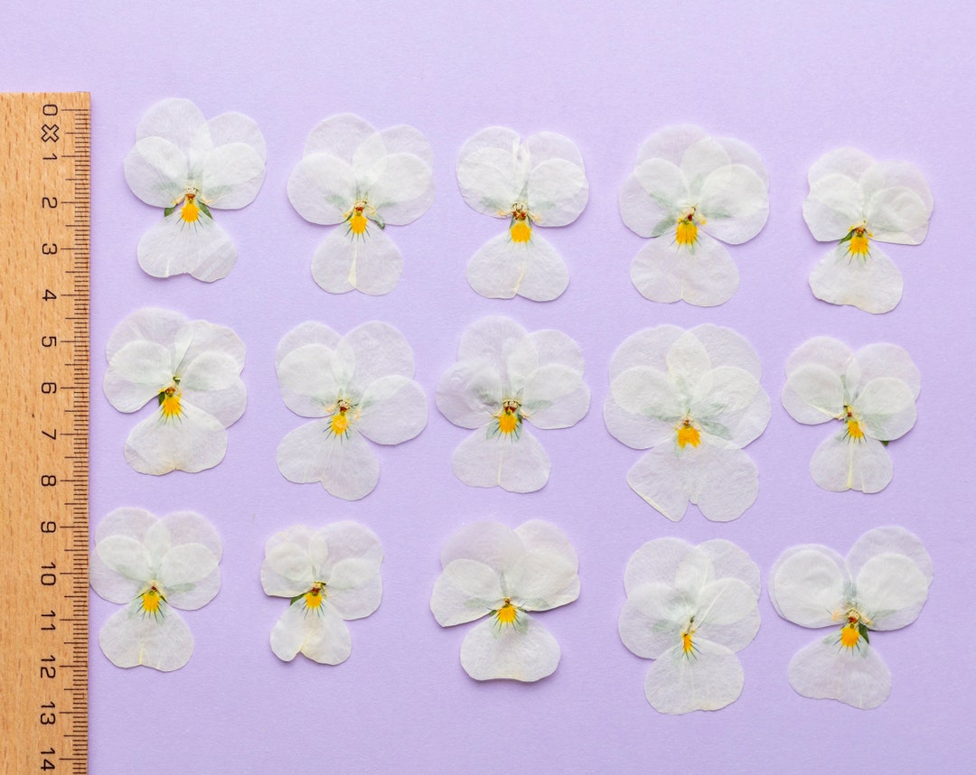 Pansy Edible 15 Pcs Violas, Pressed and Dried. Dried Plants for