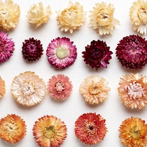 Organic Dried  set Strawflowers head, Weddings decor, Dried Flower Confetti, florist supply, DIY supply, Wreath Making,
