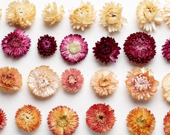 Bio Strohblumen Set, Strohblumen Kopf, Hochzeiten Dekor, getrocknete Blume Konfetti, Floristen Lieferungen, DIY Lieferungen, Kranzherstellung,