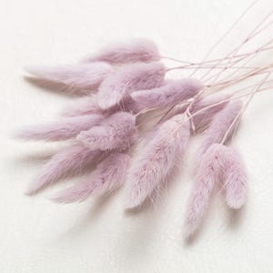 Alt Rose Bunny Tails, Lagurus Tails, Bleached Dried Lagurus, Dried Grass, Rabbit Tails Bunch, White Decor, Bouquet, Centerpiece,