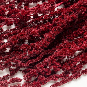 May include: A bunch of dried red amaranth flowers, also known as love lies bleeding, with a soft, feathery texture.