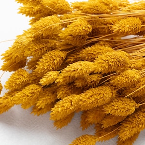 Könnte beinhalten: Nahaufnahme von getrocknetem gelbem Hasenschwanzgras. Die flauschigen Samenstände sind dicht beieinander, mit langen, dünnen Stielen. Die getrockneten Blüten haben eine warme, goldgelbe Farbe, ideal für Heimdekoration und Blumengestecke.