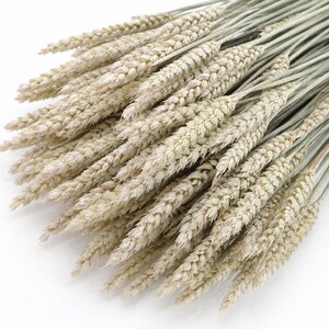 Peut inclure: Un bouquet de tiges de blé séchées présentant des épis texturés beige clair et des tiges fines vert pâle. Les tiges sont disposées en éventail, mettant en valeur la structure complexe et superposée des épis de blé individuels.