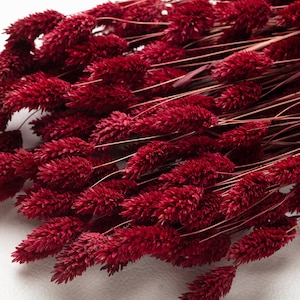 Op de afbeelding: Een close-up van een bos gedroogd, bordeauxkleurig konijnenstaartgras. De pluizige, cilindrische bloemhoofdjes zijn geclusterd, met dunne, bruine stelen die naar buiten uitsteken. De achtergrond is een zacht, neutraal wit.