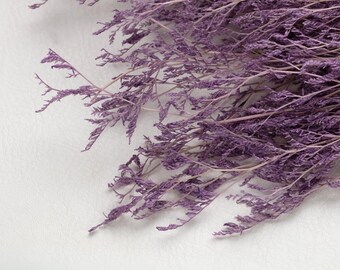 Könnte beinhalten: Nahaufnahme von getrockneten lila Blumen, möglicherweise Lavendel oder einem ähnlichen Kraut, vor weißem Hintergrund. Die Blumen haben eine zarte, federartige Textur und einen gedämpften, staubigen Lilaton. Das Bild deutet auf ein natürliches, botanisches Thema hin.