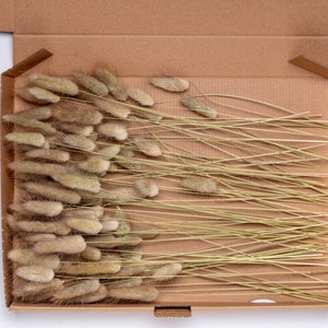 Dried lagurus, nature color, Dried Flowers DIY Mix Box, Flowers DIY Set, Grass,Phalaris, grass, Surprise Box, confetti,
